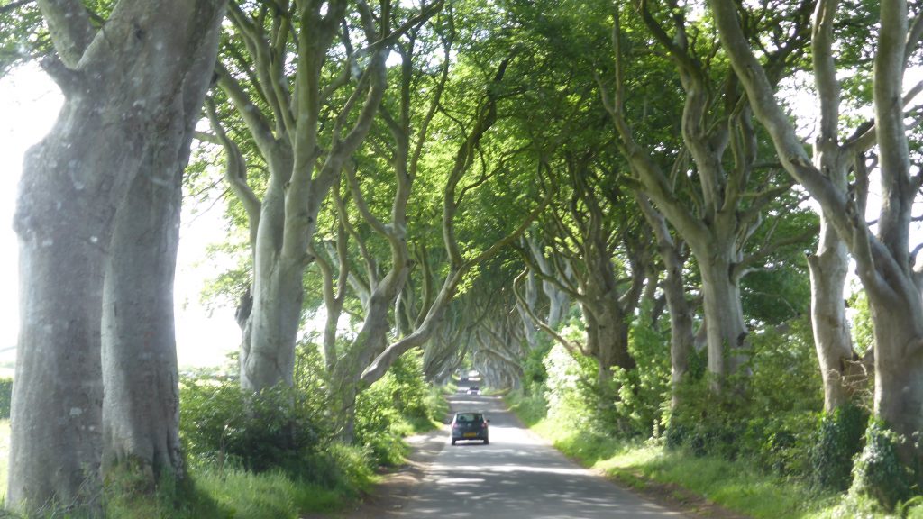 P1090319 The Dark Hedges